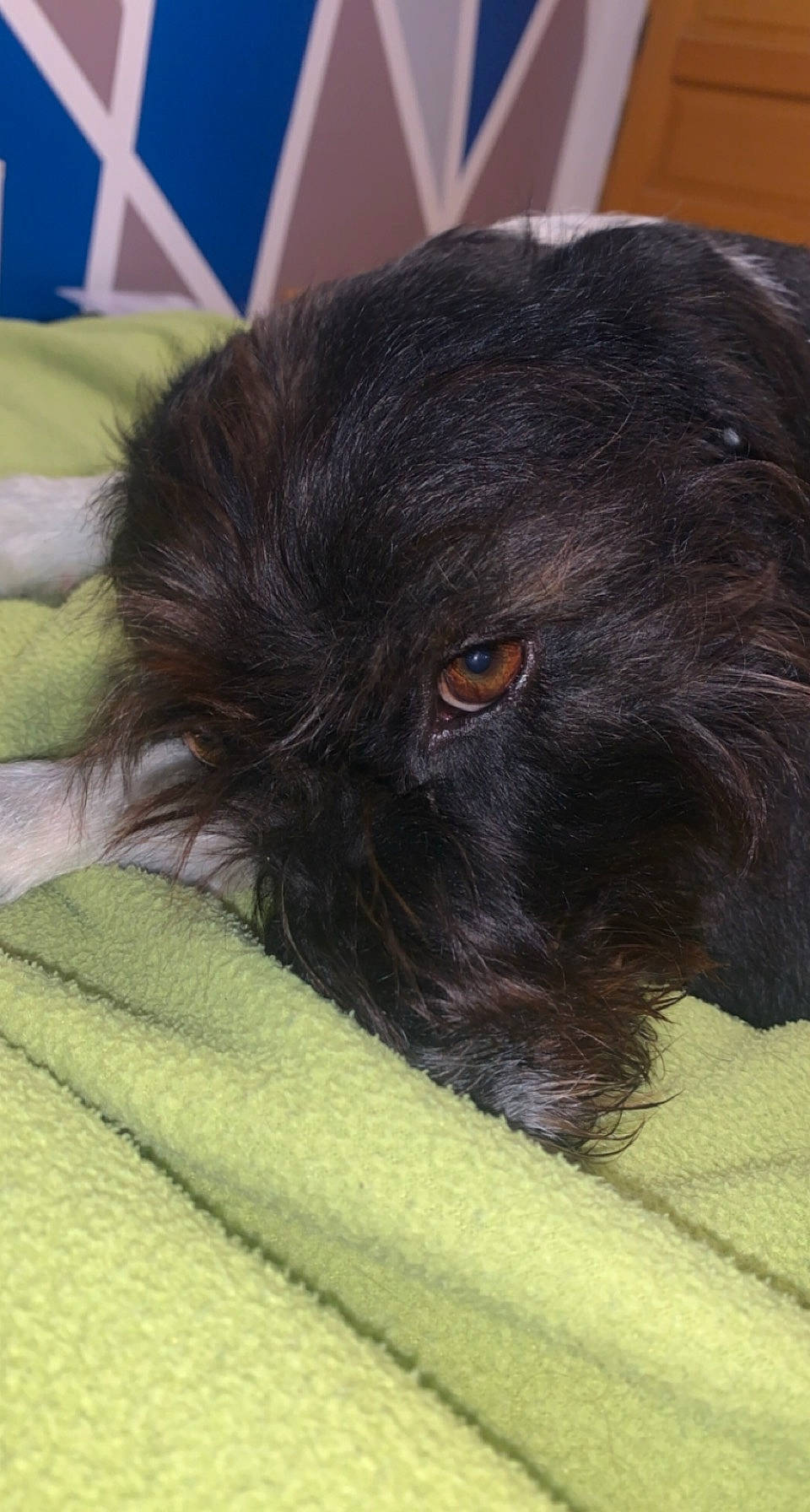 Rubie participe au concours pour gagner de l'argent avec cette photo : borador, canidae, carnivore, companion_dog, dog, dog_breed, fur, liver, non_sporting_group, puppy, sporting_group, terrestrial_animal, toy_dog, whiskers, working_animal