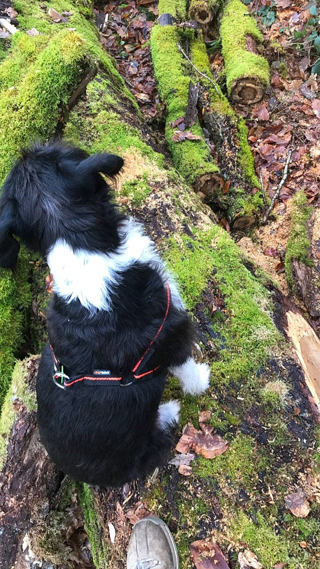 Rubie participe au concours pour gagner de l'argent avec cette photo : adventure, border_collie, canidae, carnivore, collar, companion_dog, dog, dog_breed, grass, groundcover, herding_dog, plant, recreation, rock, sporting_group, tail, terrestrial_plant, trunk, working_animal, working_dog