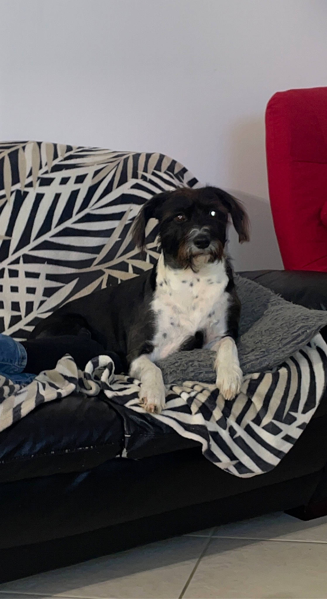 Rubie participe au concours pour gagner de l'argent avec cette photo : bedding, carnivore, comfort, companion_dog, couch, dog, dog_breed, dog_supply, flooring, fur, grey, linens, living_room, pattern, pillow, rectangle, room, studio_couch, toy_dog, working_animal