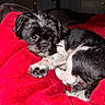dog, pet, black_and_white, blanket, cozy, indoor, fur, paw, cute, animal, resting, sleepy, companion, canine, fur_texture, looking, portrait, red_blanket, small_dog, curled_up