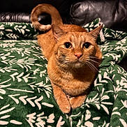 Felix joined the competition — help win amazing prizes! cat, orange_tabby, pet, animal, indoor, blanket, green_blanket, leaf_pattern, couch, leather_couch, tail, whiskers, fur, cute, relaxed, curious, eyes, paws, resting, closeup