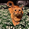 cat, orange_tabby, pet, animal, indoor, blanket, green_blanket, leaf_pattern, couch, leather_couch, tail, whiskers, fur, cute, relaxed, curious, eyes, paws, resting, closeup