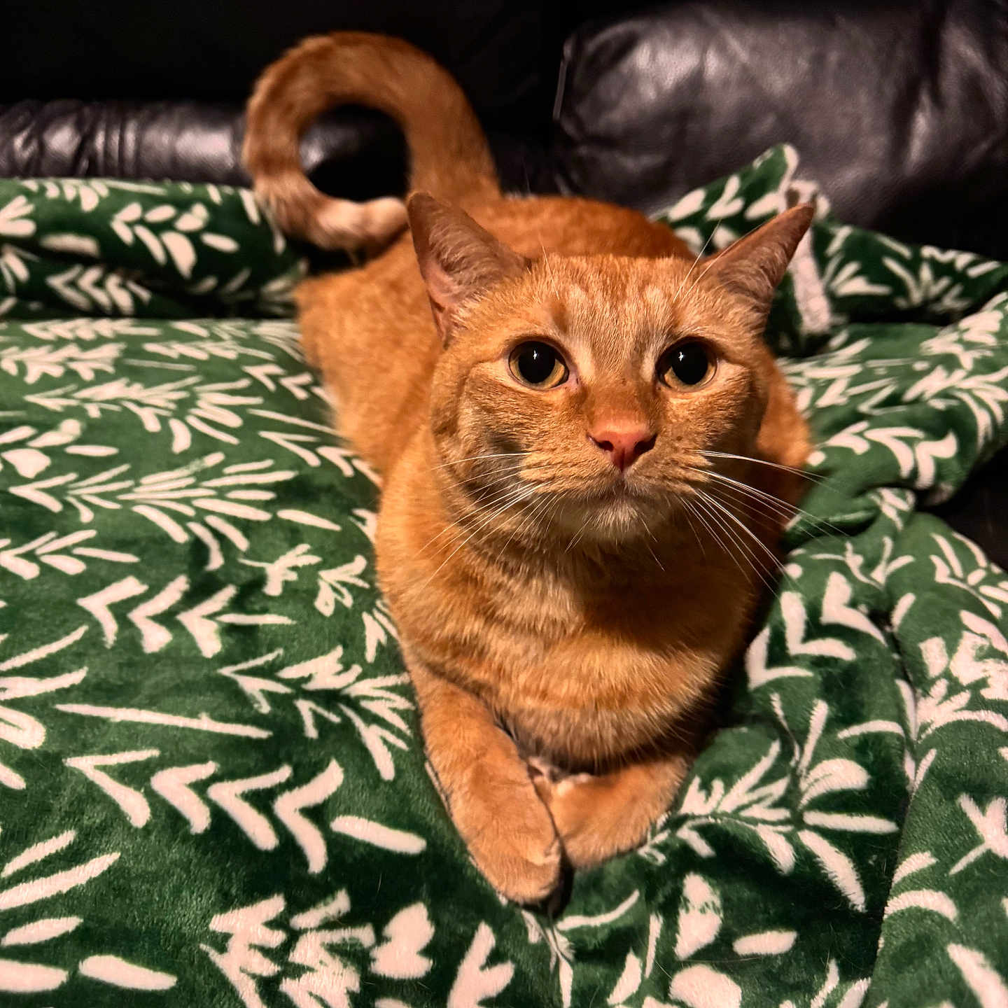 Felix