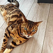 Olympe a rejoint le concours — aidez-le/la à gagner de superbes lots ! cat, bengal_cat, pet, animal, feline, brown_fur, spotted_fur, striped_fur, green_eyes, whiskers, pointed_ears, ringed_tail, lying_down, indoor, wood_floor, flooring, portrait, closeup, alert, relaxed