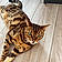 Olympe