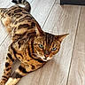 cat, bengal_cat, pet, animal, feline, brown_fur, spotted_fur, striped_fur, green_eyes, whiskers, pointed_ears, ringed_tail, lying_down, indoor, wood_floor, flooring, portrait, closeup, alert, relaxed
