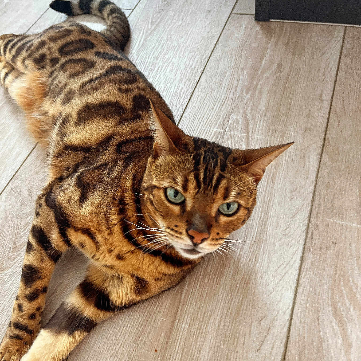 Olympe a rejoint le concours — aidez-le/la à gagner de superbes lots ! cat, bengal_cat, pet, animal, feline, brown_fur, spotted_fur, striped_fur, green_eyes, whiskers, pointed_ears, ringed_tail, lying_down, indoor, wood_floor, flooring, portrait, closeup, alert, relaxed