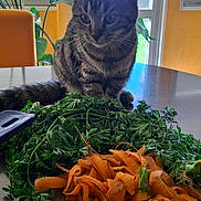 Praline a rejoint le concours — aidez-le/la à gagner de superbes lots ! cat, tabby, carrot, carrot_peelings, kitchen_table, knife, window, daylight, plant, orange, green, curious, indoor, pet, vegetable, food_preparation, leafy_greens, domestic, feline, table_surface