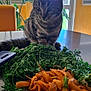 cat, tabby, carrot, carrot_peelings, kitchen_table, knife, window, daylight, plant, orange, green, curious, indoor, pet, vegetable, food_preparation, leafy_greens, domestic, feline, table_surface
