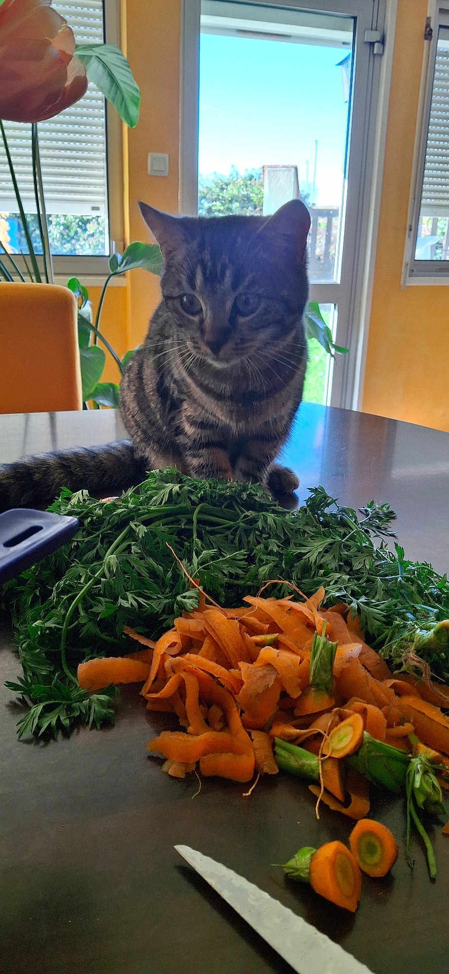 Praline a rejoint le concours — aidez-le/la à gagner de superbes lots ! cat, tabby, carrot, carrot_peelings, kitchen_table, knife, window, daylight, plant, orange, green, curious, indoor, pet, vegetable, food_preparation, leafy_greens, domestic, feline, table_surface