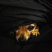 Jazzy is registered to the contest to win money with this photo: dog, pet, blanket, cozy, snuggled, brown, paw, face, animal, cute, fur, resting, indoors, dark, comfort, sleepy, hidden, warm, closeup, nostalgic