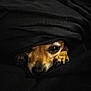 dog, pet, blanket, cozy, snuggled, brown, paw, face, animal, cute, fur, resting, indoors, dark, comfort, sleepy, hidden, warm, closeup, nostalgic