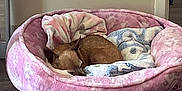 Jazzy is registered to the contest to win money with this photo: animal, bed, blanket, blanket_pattern, brown, calm, cozy, cute, dog, ears, floor, fur, home, indoor, pet, pink, quiet, resting, sleeping, small_dog
