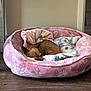 animal, bed, blanket, blanket_pattern, brown, calm, cozy, cute, dog, ears, floor, fur, home, indoor, pet, pink, quiet, resting, sleeping, small_dog