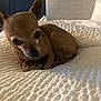 Jazzy joined the competition — help win amazing prizes! animal, bed, bedspread, brown_dog, chihuahua, close_up, companion, cozy, curious, cute, dog, ears, furry, indoor, lying_down, pet, resting, small_dog, texture, white_bedspread