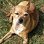 Jazzy joined the competition — help win amazing prizes! animal, canine, chihuahua, closeup, cute, daylight, dog, ears, fur, grass, lying_down, mammal, nature, outdoor, pet, relaxed, resting, small_dog, sunlight, tan