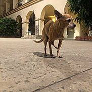 Jazzy joined the competition — help win amazing prizes! alert, animal, arched_columns, architecture, brown_dog, building, close_up, concrete_floor, curious, dog, fence, night, outdoor, pet, plants, shadow, small_dog, tile_steps, urban, walkway