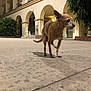 alert, animal, arched_columns, architecture, brown_dog, building, close_up, concrete_floor, curious, dog, fence, night, outdoor, pet, plants, shadow, small_dog, tile_steps, urban, walkway