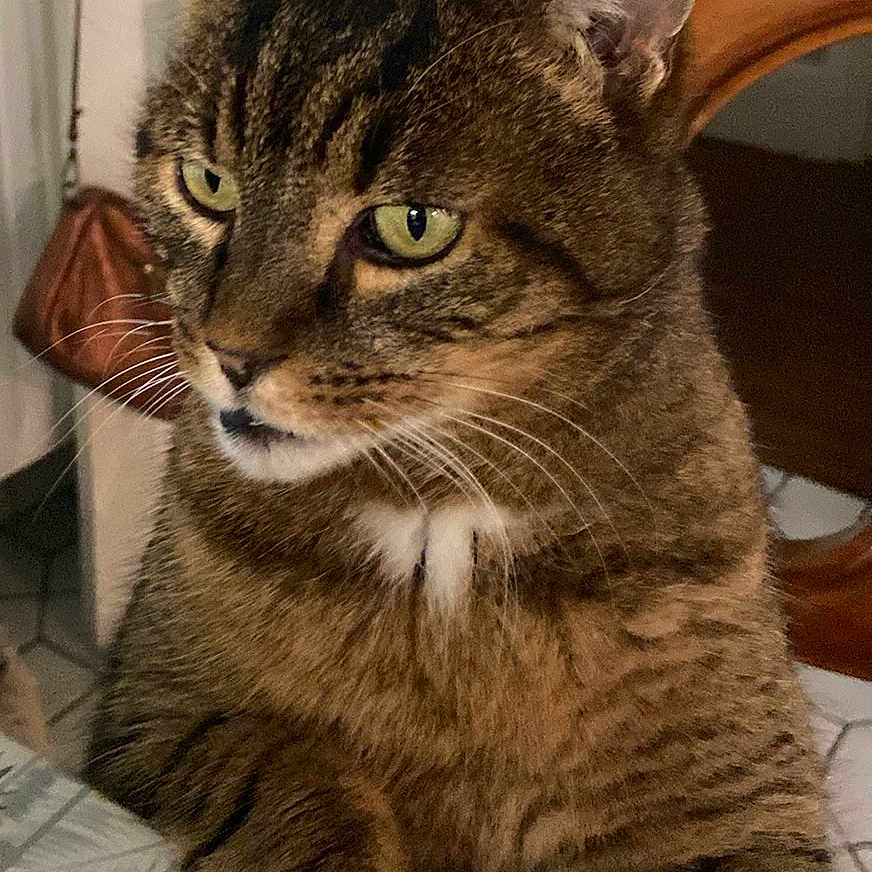 Moka a rejoint le concours — aidez-le/la à gagner de superbes lots ! cat, tabby_cat, pet, animal, feline, portrait, close_up, sitting, upright, whiskers, green_eyes, striped_fur, brown_fur, white_chest, ears, indoors, chair, tiled_floor, home, serious_expression