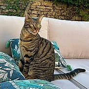Zaire participe au concours pour gagner de l'argent avec cette photo : cat, tabby_cat, striped_fur, animal, pet, blep, whiskers, green_eyes, pointed_ears, sitting, outdoor, sofa, cushions, pillow, patterned_fabric, garden, greenery, stone_wall, tail, portrait