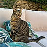 cat, tabby_cat, striped_fur, animal, pet, blep, whiskers, green_eyes, pointed_ears, sitting, outdoor, sofa, cushions, pillow, patterned_fabric, garden, greenery, stone_wall, tail, portrait