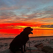Flynn joined the competition — help win amazing prizes! animal, beach, calm, clouds, colorful, dog, evening, landscape, leash, nature, outdoor, peaceful, pet, reflection, rocks, scenic, silhouette, sky, sunset, water