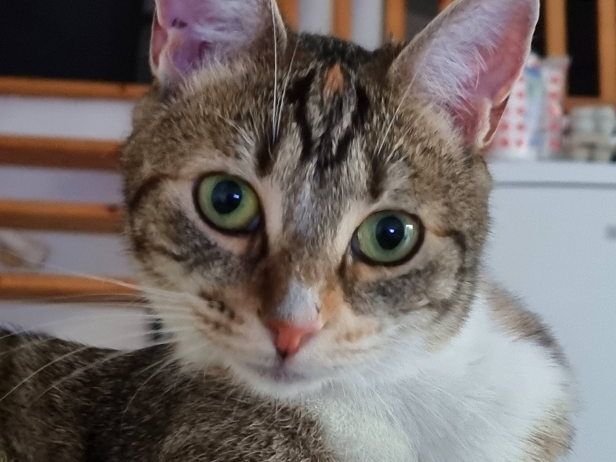 Margotte a rejoint le concours — aidez-le/la à gagner de superbes lots ! carnivore, cat, cat_supply, claw, curious, domestic_short_haired_cat, ear, felidae, fur, iris, paw, small_to_medium_sized_cats, snout, whiskers, wildlife, window