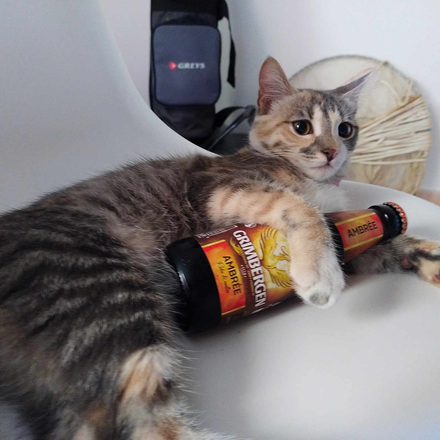 Mimi a rejoint le concours — aidez-le/la à gagner de superbes lots ! abyssinian, alcohol, alloywheel, animal, beer, beerbottle, beverage, bottle, can, cat, couch, furniture, glass, kitten, lager, liquor, manx, pet, stout, tin