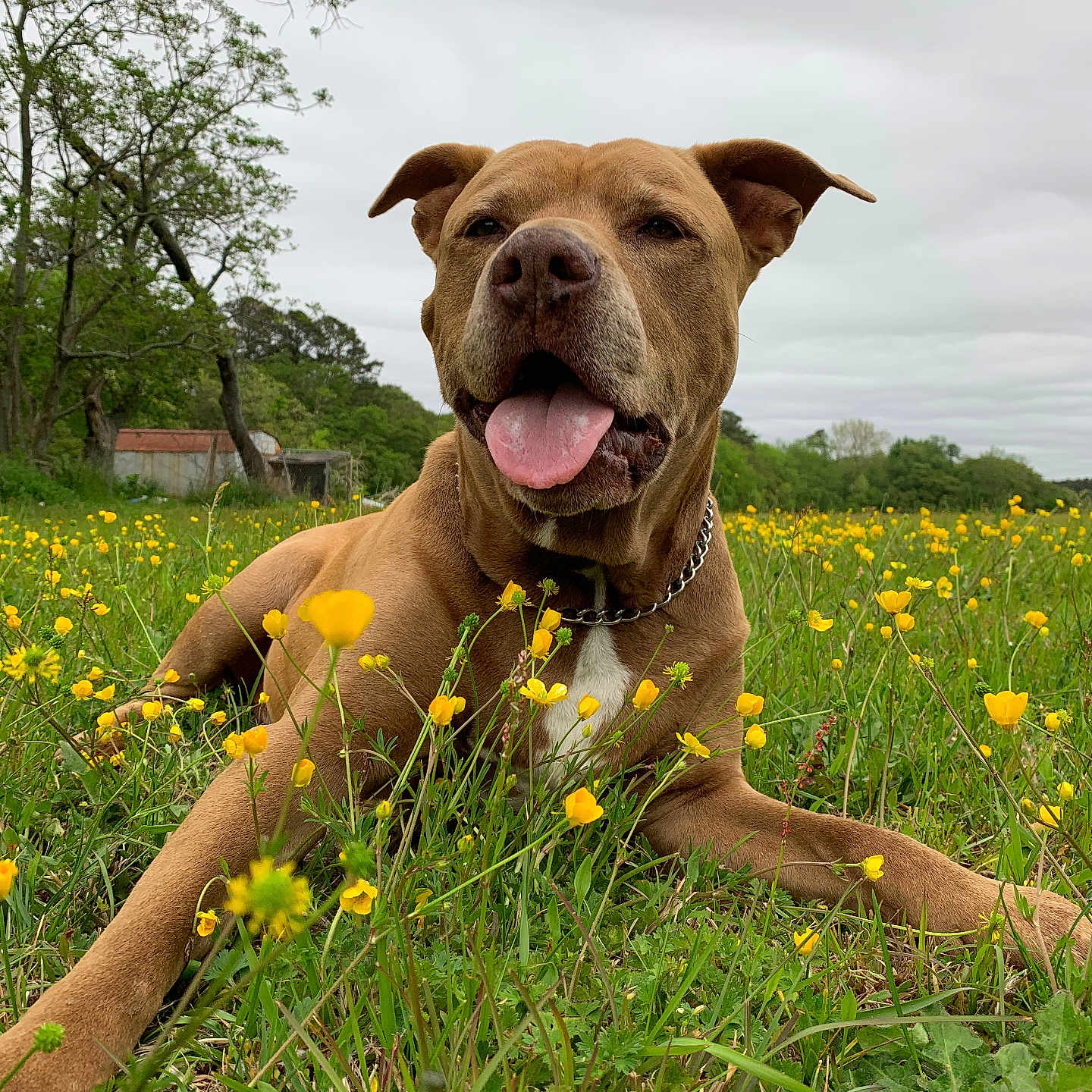 T-Bone is registered to the contest to win money with this photo: animal, bulldog, canine, countryside, daisy, dog, field, flower, grass, grassland, meadow, nature, outdoors, pet, petal, pitbull, plant, rural, tree, vegetation