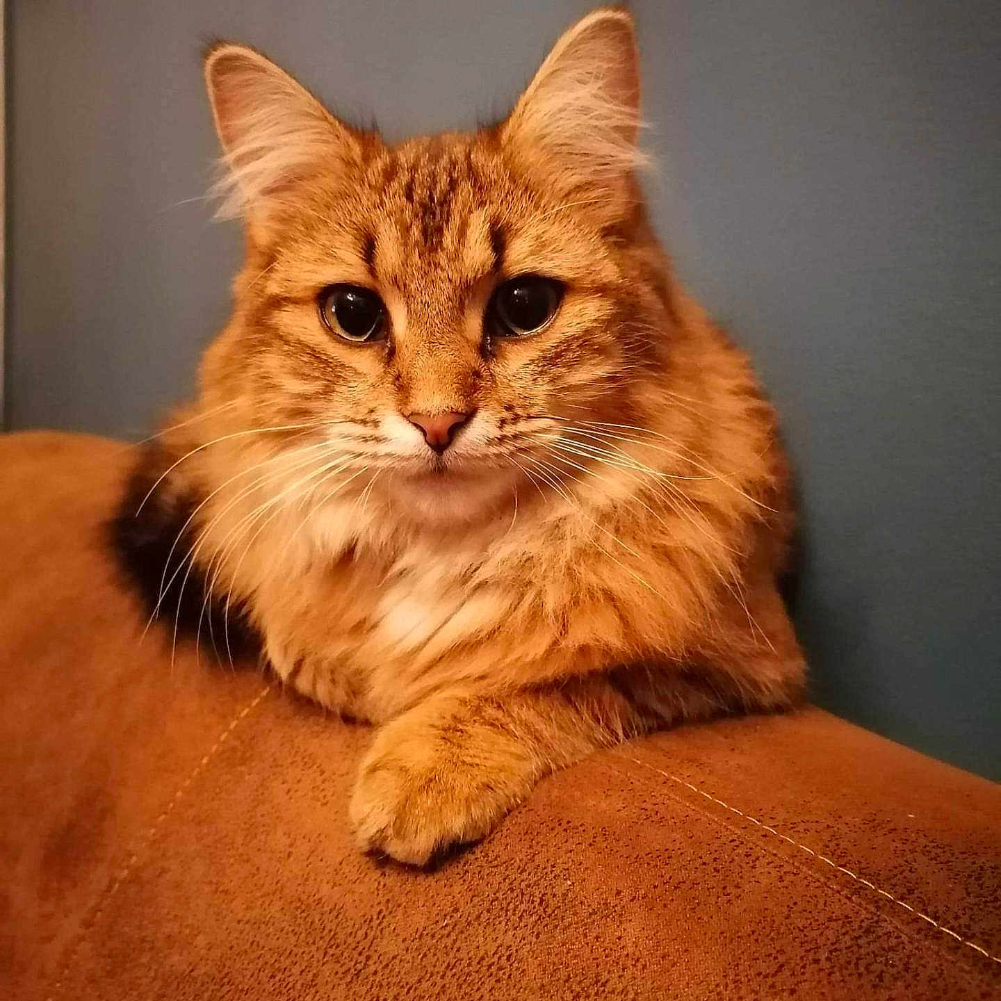 Mya a rejoint le concours — aidez-le/la à gagner de superbes lots ! abyssinian, angora, animal, blanket, cat, cushion, furniture, hardwood, homedecor, kitten, manx, pet, stainedwood, wood