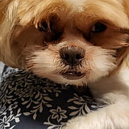 Dinosaur joined the competition — help win amazing prizes! dog, close_up, fluffy, cream_fur, white_fur, pet, animal, resting, face, nose, paw, fur, indoor, fabric, pattern, floral, cute, sleepy, relaxed, companion