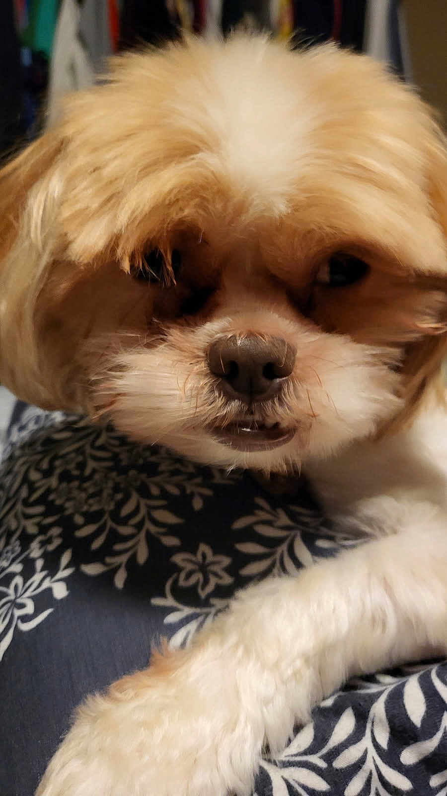 Dinosaur joined the competition — help win amazing prizes! dog, close_up, fluffy, cream_fur, white_fur, pet, animal, resting, face, nose, paw, fur, indoor, fabric, pattern, floral, cute, sleepy, relaxed, companion