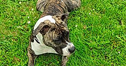 Isis a rejoint le concours — aidez-le/la à gagner de superbes lots ! animal, brindle, canine, collar, daytime, dog, field, flowers, grass, greenery, laying_down, mammal, nature, outdoors, peaceful, pet, relaxed, summer, sunlight, white