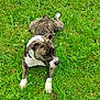 animal, brindle, canine, collar, daytime, dog, field, flowers, grass, greenery, laying_down, mammal, nature, outdoors, peaceful, pet, relaxed, summer, sunlight, white