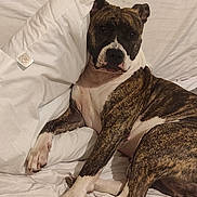 Isis participe au concours pour gagner de l'argent avec cette photo : animal, bed, brindle, canine, comfort, dog, ears, face, fur, indoors, looking, lying_down, nose, paw, pet, pillow, relaxed, resting, sleepy, white