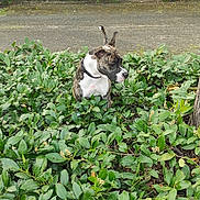 Isis a rejoint le concours — aidez-le/la à gagner de superbes lots ! animal, brindle, bush, canine, collar, curious, daylight, dog, flora, greenery, ground, leaves, nature, outdoor, park, pet, plant, quiet, side_view, tree