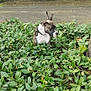 animal, brindle, bush, canine, collar, curious, daylight, dog, flora, greenery, ground, leaves, nature, outdoor, park, pet, plant, quiet, side_view, tree