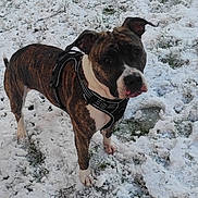 Isis a rejoint le concours — aidez-le/la à gagner de superbes lots ! alert, animal, brindle, canine, cold, curious, dog, ears, fur, grass, harness, nature, outdoor, paw, pet, playful, snout, snow, standing, winter