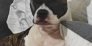 Isis participe au concours pour gagner de l'argent avec cette photo : animal, back, bed, bedroom, blanket, boxer, bulldog, canine, couch, cushion, dog, furniture, homedecor, hound, indoors, linen, pet, pitbull, puppy, room