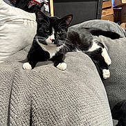 Ferbie is registered to the contest to win money with this photo: animal, black_and_white, blanket, cat, couch, cozy, curious, domestic, fur, furniture, home, indoor, laying_down, living_room, paws, pet, relaxed, resting, tuxedo_cat, whiskers