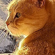 Squirt is registered to the contest to win money with this photo: cat, side_profile, close_up, feline, whiskers, fur, sunlight, glowing, outdoor, animal, pet, portrait, mammal, cute, domestic, furry, nature, relaxed, yellow, warm_light