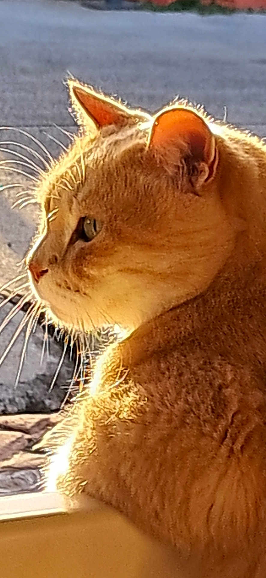 Squirt is registered to the contest to win money with this photo: cat, side_profile, close_up, feline, whiskers, fur, sunlight, glowing, outdoor, animal, pet, portrait, mammal, cute, domestic, furry, nature, relaxed, yellow, warm_light
