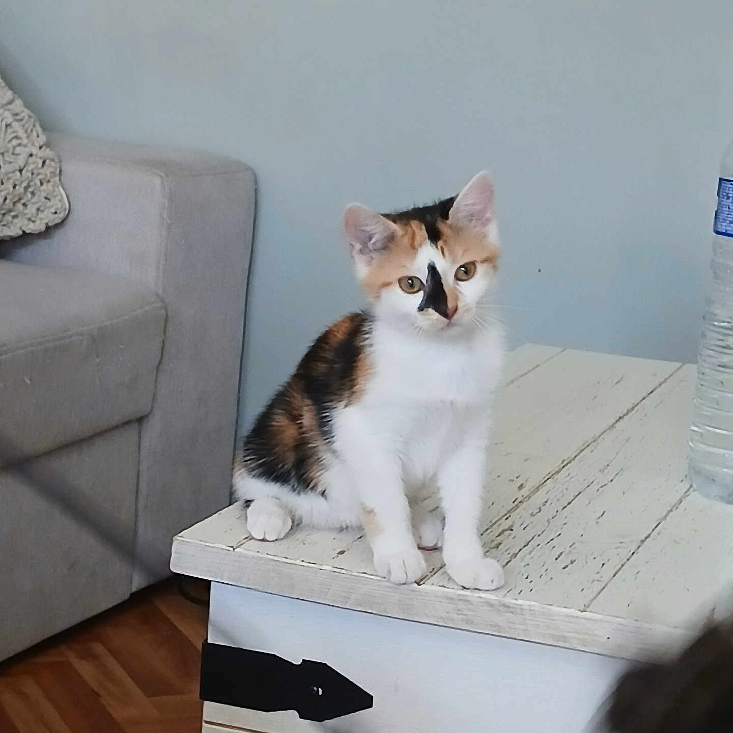 Kimi participe au concours pour gagner de l'argent avec cette photo : cat, calico_cat, kitten, animal, pet, sitting, white_fur, orange_fur, black_fur, blue_eyes, ears, whiskers, portrait, indoors, living_room, table, furniture, couch, water_bottle, wooden_floor