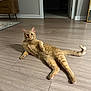 animal, cat, curious, domestic, ears, eyes, feline, flooring, fur, house, indoor, lying_down, orange_tabby, paw, pet, relaxed, room, tail, whiskers, wooden_floor