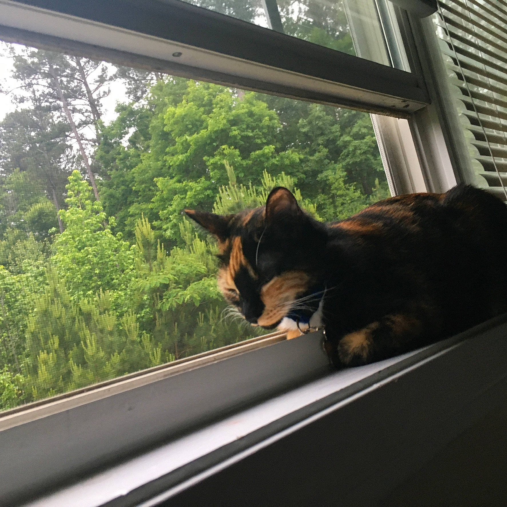 Chimera joined the competition — help win amazing prizes! automotive_exterior, carnivore, cat, door, felidae, fixture, glass, house, plant, shade, small_to_medium_sized_cats, snout, sunlight, tail, tints_and_shades, tree, vehicle_door, whiskers, window, wood