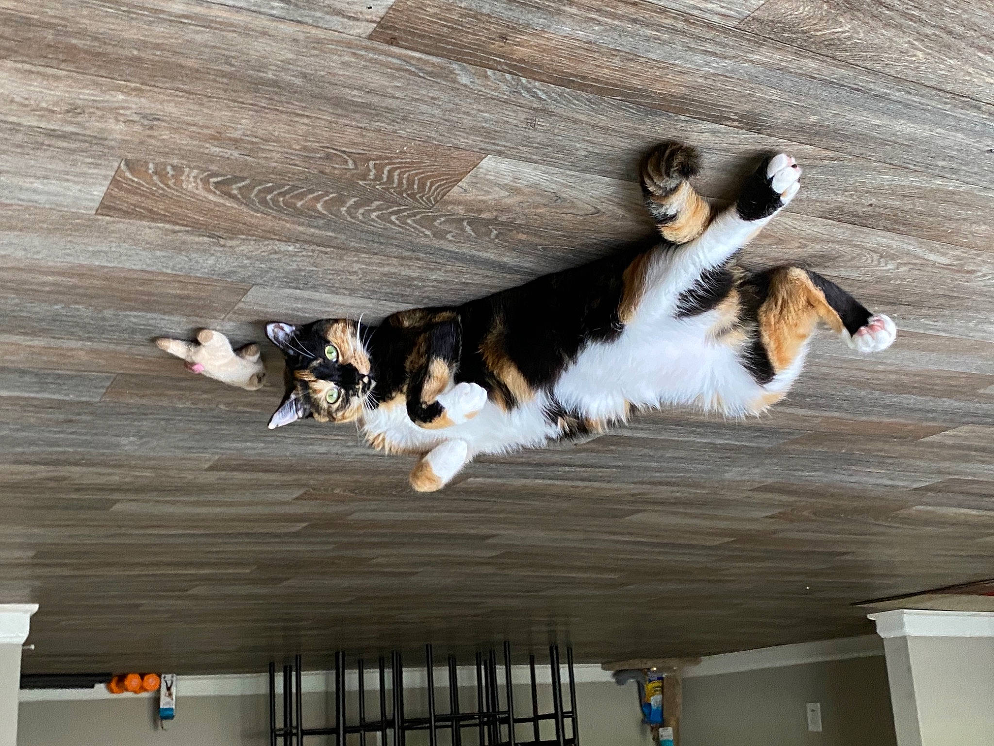 Chimera is registered to the contest to win money with this photo: art, canidae, carnivore, ceiling, companion_dog, dog, dog_breed, fur, hardwood, seabird, sporting_group, sports, tail, wind_wave, wing, wood