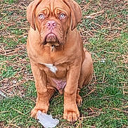 Andy a rejoint le concours — aidez-le/la à gagner de superbes lots ! dog, brown_dog, blue_eyes, grass, outdoor, pet, animal, canine, sitting, ice, paw, nature, fur, collar, single_dog, daylight, cute, young_dog, portrait, expression
