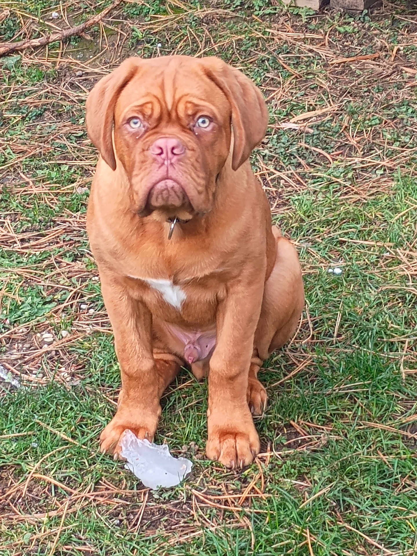 Andy a rejoint le concours — aidez-le/la à gagner de superbes lots ! dog, brown_dog, blue_eyes, grass, outdoor, pet, animal, canine, sitting, ice, paw, nature, fur, collar, single_dog, daylight, cute, young_dog, portrait, expression