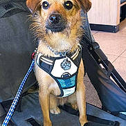 Gru joined the competition — help win amazing prizes! dog, pet, stroller, leash, harness, indoor, floor, seat, resting, brown_dog, small_dog, chain_collar, black_strap, tile_floor, people, casual, waiting, animal, companion, cute