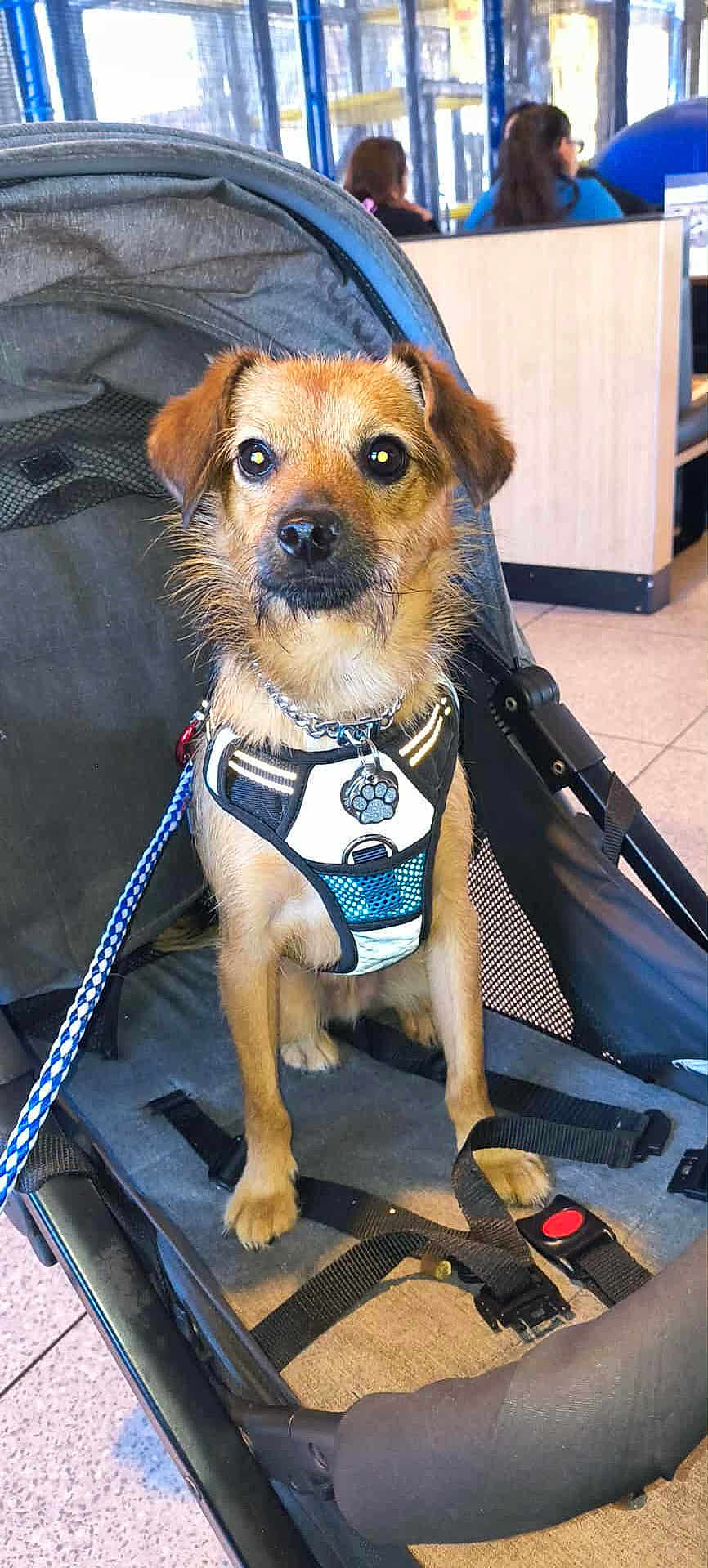 Gru joined the competition — help win amazing prizes! dog, pet, stroller, leash, harness, indoor, floor, seat, resting, brown_dog, small_dog, chain_collar, black_strap, tile_floor, people, casual, waiting, animal, companion, cute